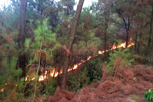 70 ha rừng thông bị thiêu rụi, 2 đồng chí bộ đội bị thương 