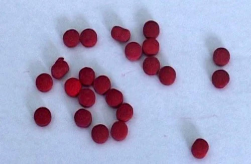 Bắt đối tượng qua Lào mua ma túy bán kiếm lời