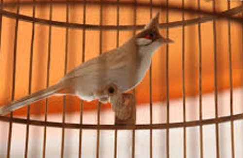 Cướp chim vì quá đẹp