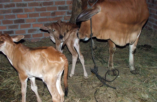 Chuyện hiếm: Bò đẻ sinh đôi cả đực lẫn cái