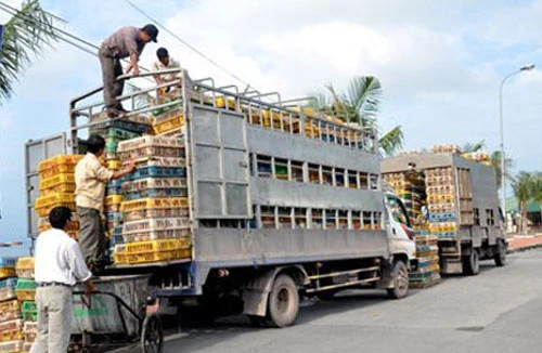 Gà thải loại hàng ngày len lỏi vào bữa ăn của người Việt