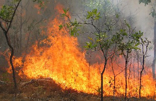 Hơn 500 người tham gia chữa cháy rừng