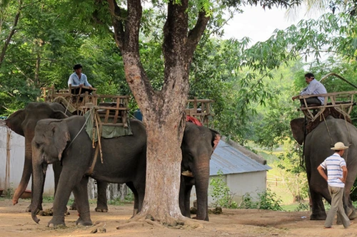 Voi nhà trị giá hơn 400 triệu đồng chết bất thường