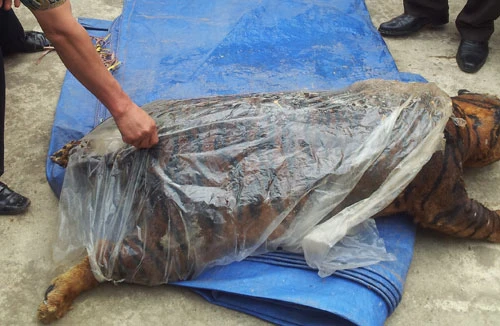 Mổ moi "ông ba mươi", vận chuyển từ Sơn La về Hà Nội tiêu thụ