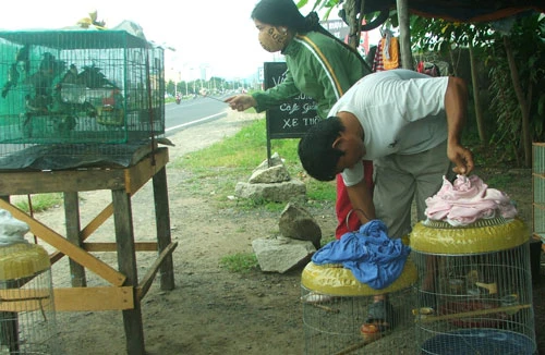 Nguy cơ rừng sạch chào mào vì “bay” hết về phố