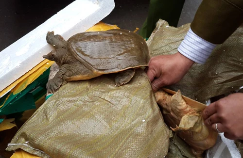 Phát hiện hơn 3 tấn thủy hải sản Trung Quốc nhập lậu “tuồn” về Hà Nội
