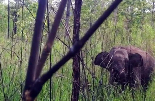 Một con voi rừng bị thương do sập bẫy săn thú