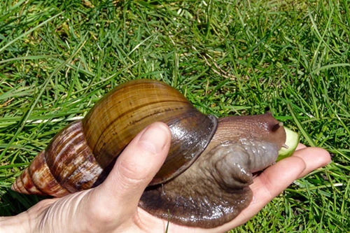 Cảnh báo chết người khi dùng ốc sên làm thức ăn, chữa bệnh