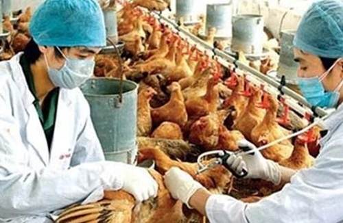 Chưa phát hiện virus cúm A/H7N9 ở Việt Nam