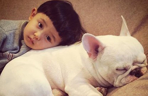 Dân cư mạng phát sốt với “hot kid” Nhật Bản và chú chó bulldog