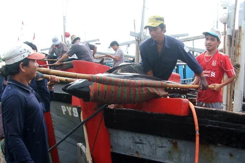 Liên kết từ 20-30 chủ tàu khai thác cá ngừ theo chuỗi giá trị