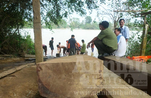 Giấu 100m3 gỗ lậu dưới… đáy sông!