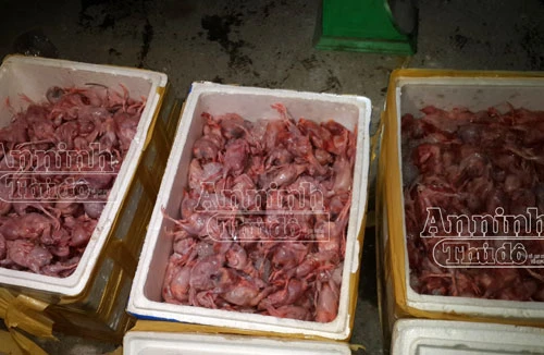 Phát hiện 3.000 con chim cút ướp lạnh đang bốc mùi