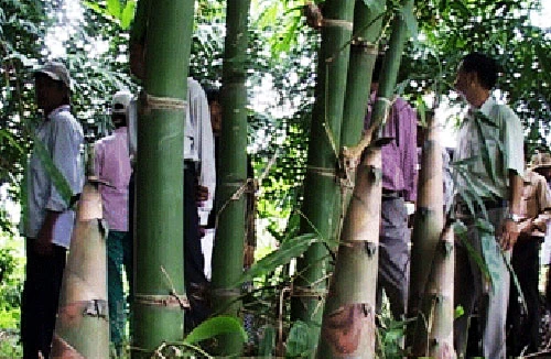 Bắt khẩn cấp đối tượng giết cháu bé 4 tuồi, giấu xác vào bụi tre