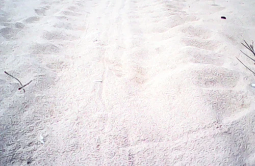 Rùa biển lên bờ đẻ trên 120 trứng