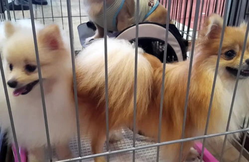 Hơn 500 con chó tham gia cuộc thi tranh tài “sắc đẹp”