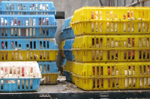 Gần 1 tấn gà không qua kiểm dịch vừa bị bắt giữ