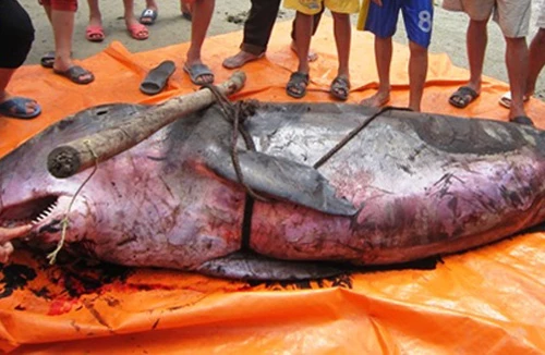 Phát hiện cá voi nặng hơn 3 tạ dạt vào bờ biển Hà Tĩnh