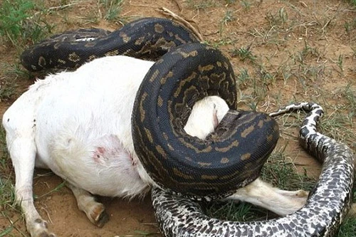 Phát hiện gây sốc khi mổ bụng trăn khổng lồ