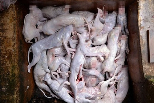 Đội lốt nhà bảo vệ động vật, tiêu thụ hàng trăm tấn thịt mèo kiếm lợi