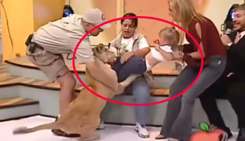 Rùng mình cảnh sư tử vồ bé gái được truyền hình trực tiếp