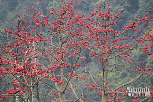 Tháng ba hoa Gạo, trời chuyển mình vào hạ