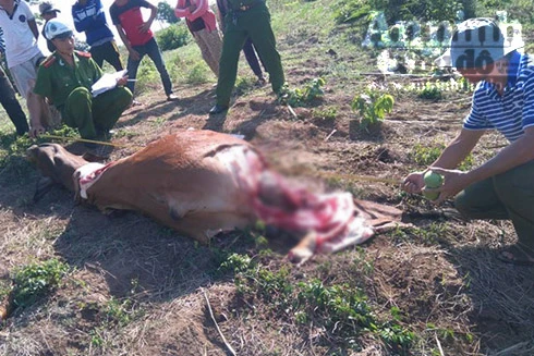 Bắt nhóm đối tượng chuyên trộm bò