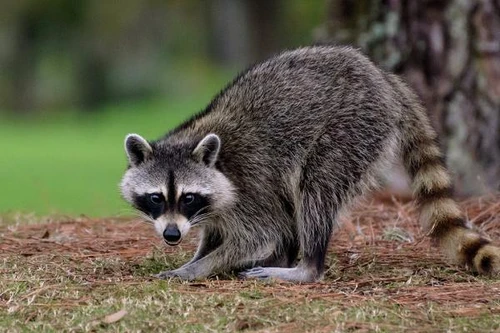 Quân đội Ukraine huấn luyện gấu trúc Mỹ thành công binh