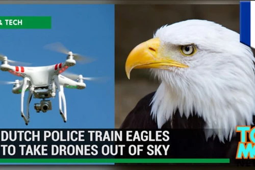 Xem cảnh sát Hà Lan dùng đại bàng bắt thiết bị bay không người lái