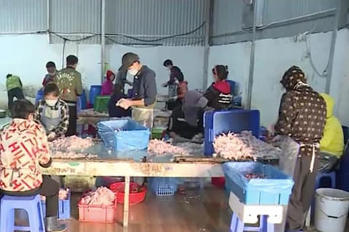 Thu giữ gần 1 tấn chân gà bốc mùi sắp xuất ra thị trường 