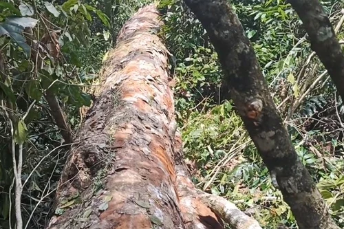 Điều tra vụ việc cây gỗ nghiến "khổng lồ" trong rừng cấm bị chặt hạ