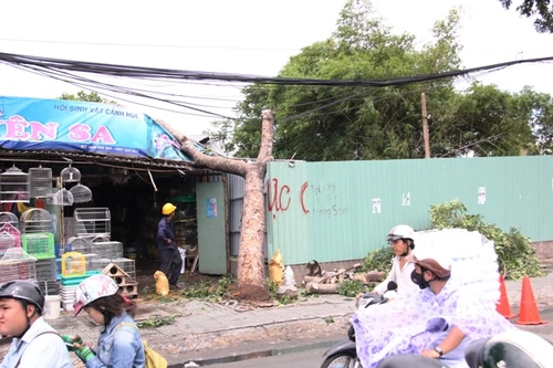 Cây xanh tiếp tục bật gốc, một người may mắn thoát chết