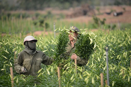 Tháng tư về, hoa loa kèn dịu dàng khoe sắc