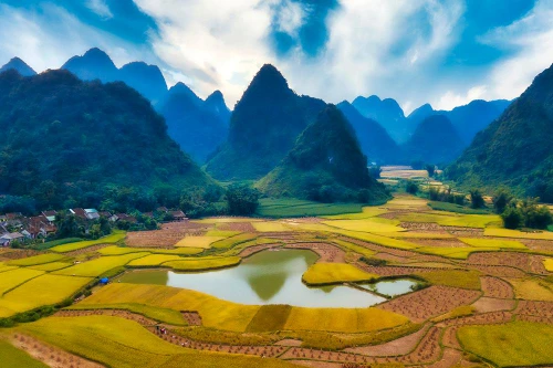 Mùa vàng Phong Nậm 