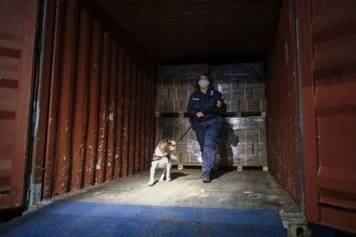 Chiến dịch phá “chân rết” băng đảng ma túy Colombia ở châu Âu