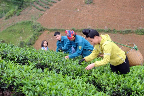 Nông nghiệp Việt Nam sẽ đứng trong số 15 nước phát triển nhất thế giới 