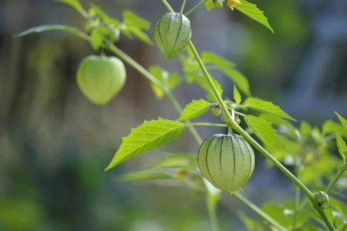 Rau tập tàng, món ăn tự cung tự cấp của vườn nhà