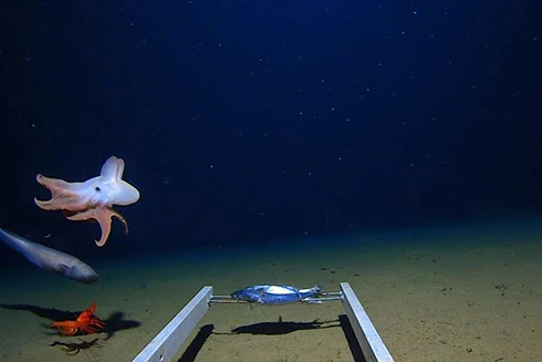 [ẢNH] Những loài bạch tuộc kỳ lạ dưới đáy đại dương