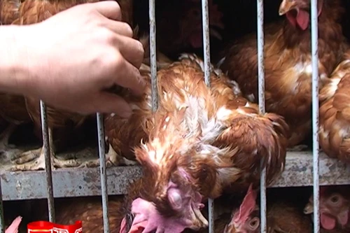 Kiểm soát chặt chẽ việc buôn bán gia cầm qua biên giới