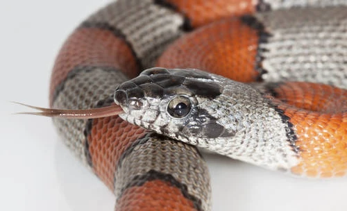 Phát hiện 104 con rắn sống nhét trong túi quần của kẻ buôn lậu 