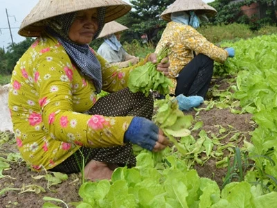 Rau tăng giá chóng mặt do đâu?