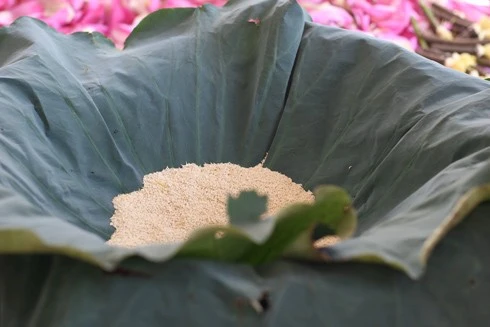 “Nghề ướp trà sen Quảng An” trở thành Di sản phi vật thể quốc gia: Thách thức bảo vệ vùng trồng nguyên liệu