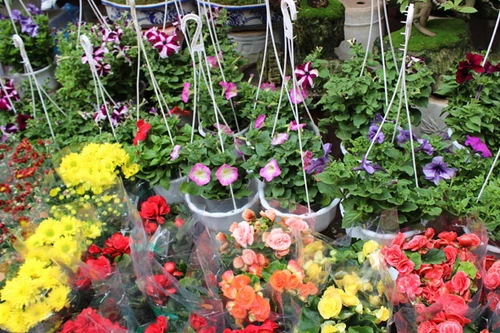 Nhộn nhịp “chợ hoa Tết” đường Hoàng Hoa Thám