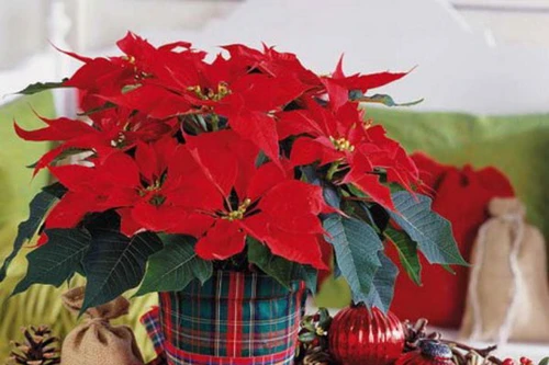 10 loại cây mang lộc vào nhà ngày Tết
