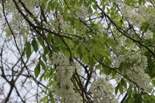 Hoa sưa bung nở khiến nhiều góc phố đẹp ngỡ ngàng