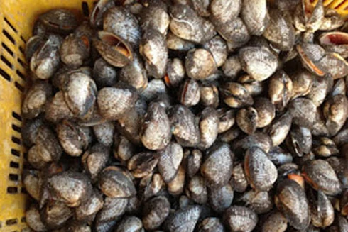 Thu giữ gần 1,7 tấn hải sản đông lạnh nhập lậu