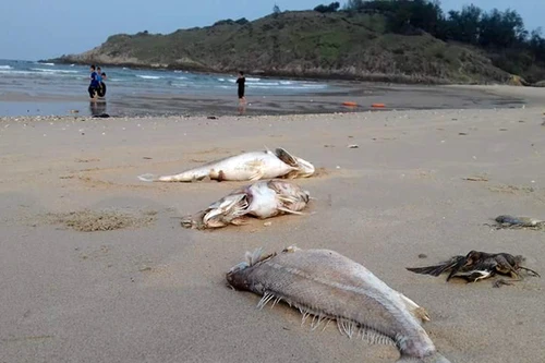 Tiền bồi thường của Formosa sắp đến tay ngư dân 4 tỉnh miền Trung