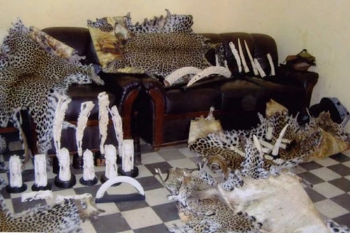 Interpol bắt giữ hơn 200 người, thu giữ hơn 2 tấn ngà voi