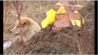 Xúc động vì chú chó trung thành canh mộ chủ