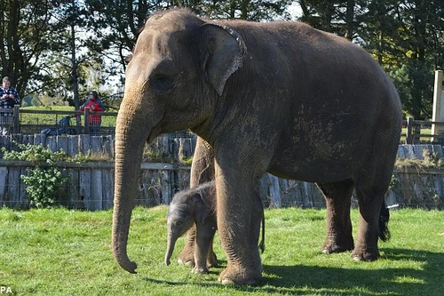 Voi mẹ mang thai 2 năm mới sinh con